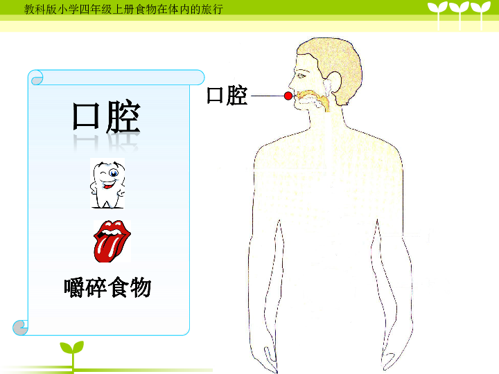 四年级上册科学课件- 4.5 食物在体内的旅行｜教科版 (共25张PPT)