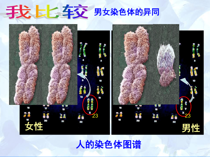 第二節人類染色體與性別決定