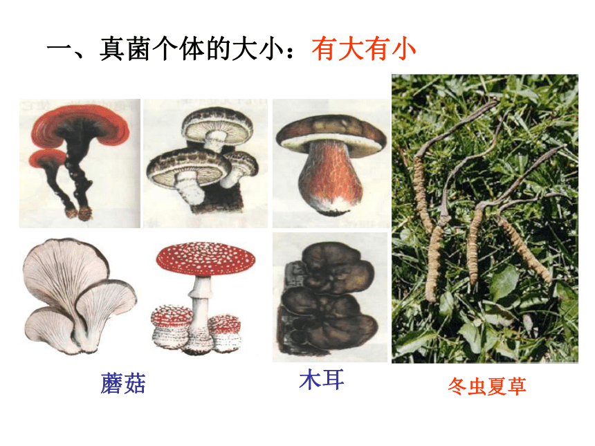 第三节  真菌