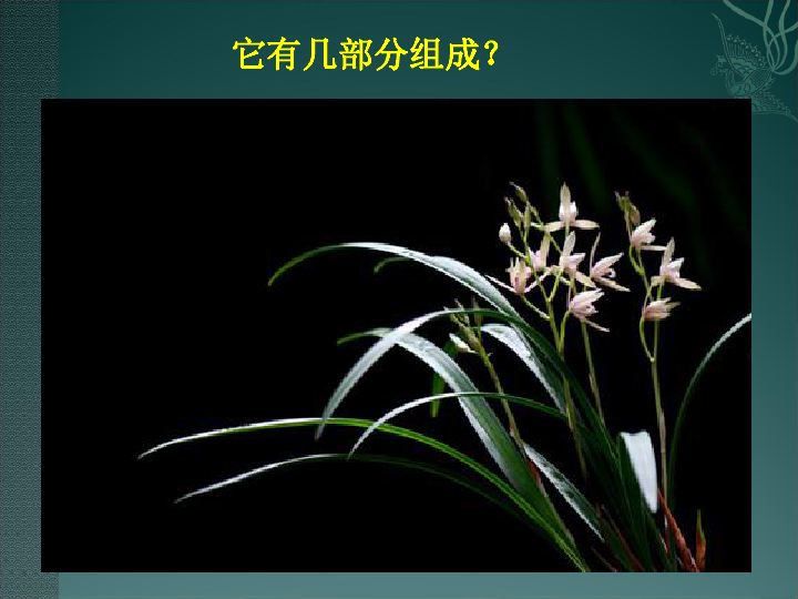 6 植物写生 课件（35张幻灯片）