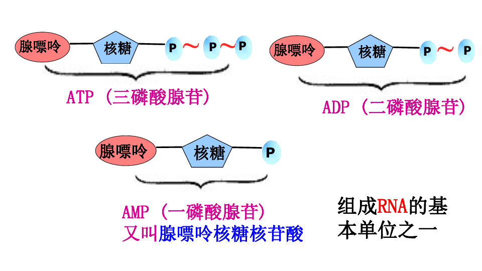 ATP的结构示意图图片