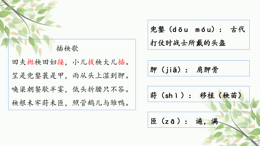 芣苢插秧歌ppt图片