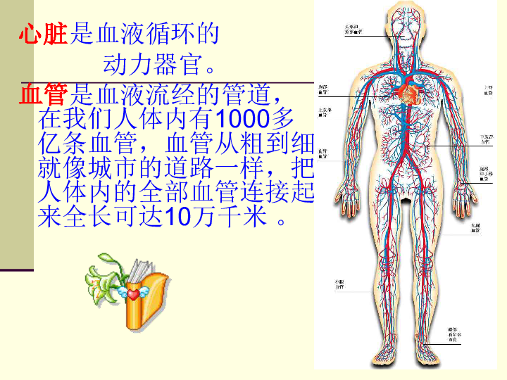 济南版七下生物 3.2物质运输的器官 课件(24张PPT)