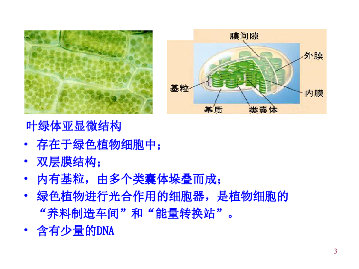 第二章第三節第二課時活動製作裝片及葉綠體的觀察浙科版必修1浙江