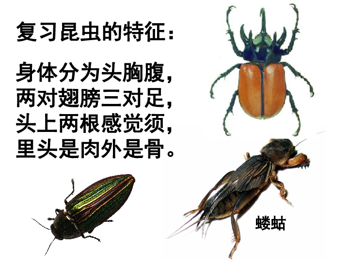 人教版八年级下册7．1．12昆虫的生殖和发育课件（共37张PPT）