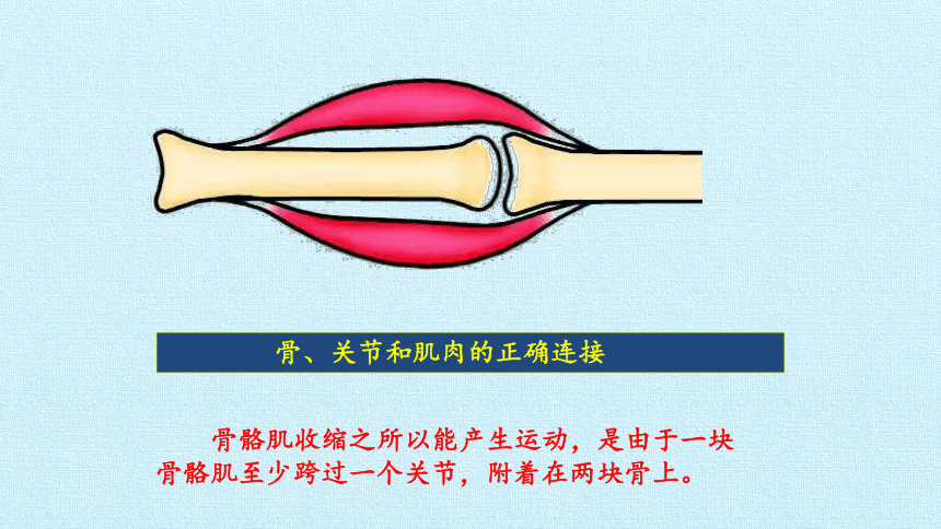 骨骼肌受到刺激收缩时,牵动骨绕关节活动b