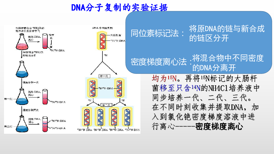 北师大高中生物必修2 第1节 遗传信息的复制 （共13张PPT）