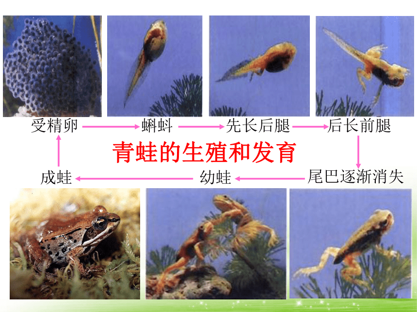 人教八下生物第七单元第一章第三节-《两栖动物的生殖和发育》课件(共39张PPT)