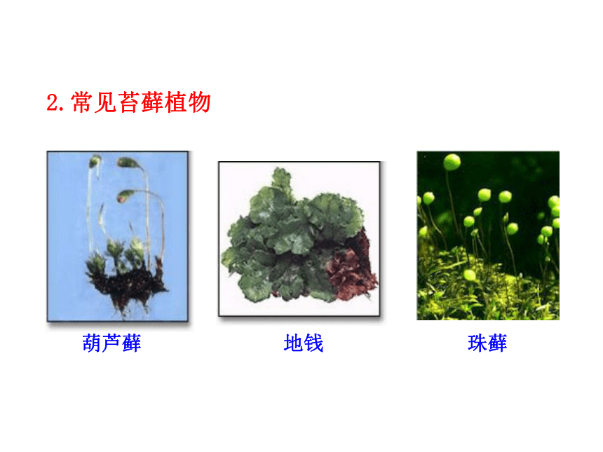 第22章 第2节  植物的主要类群(第2课时)（北师大版八年级下）
