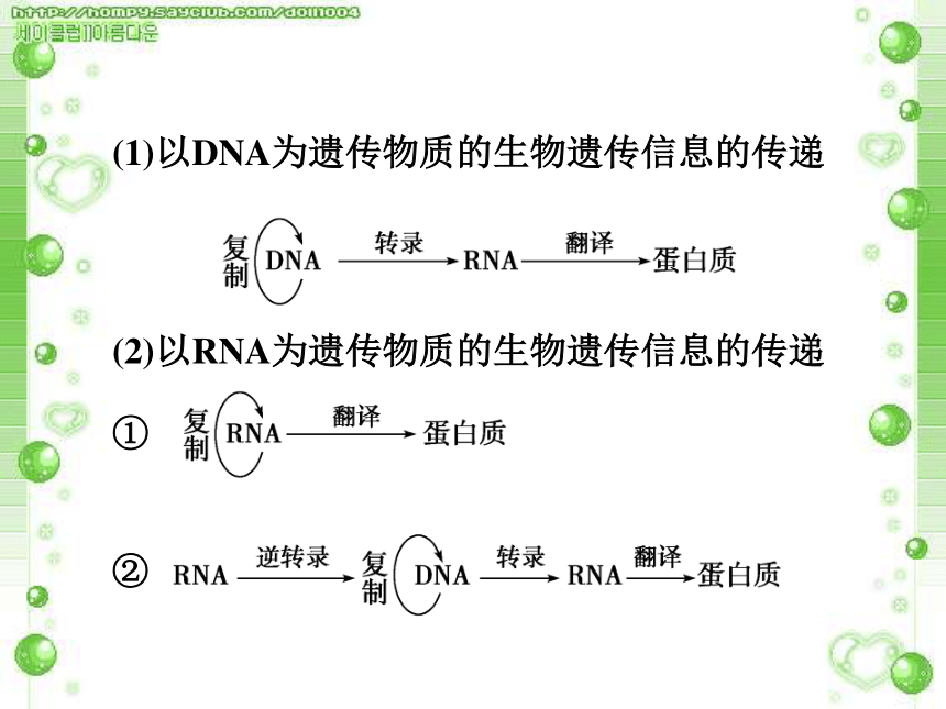 人教版高中生物必修二第四章第二节 基因对性状的控制（31张PPT）