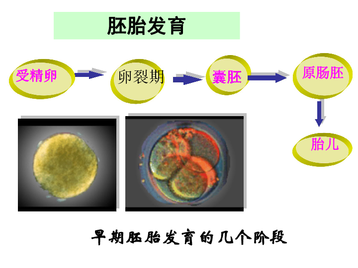 中胚層中胚層原腸腔內胚層中胚層外胚層海星原腸胚海星囊胚原腸胚的內