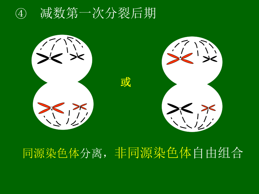 山东省日照市五莲中学2017届高三上学期生物一轮复习-减数分裂 课件 （共23张PPT）