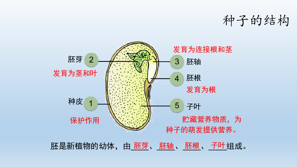 鲁科版五四学制生物六年级下册21种子的萌发课件共43张ppt