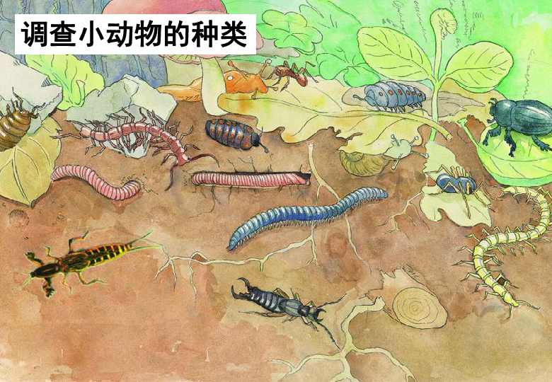 苏科版七下生物 13.1 土壤里的小动物 课件(16张PPT)