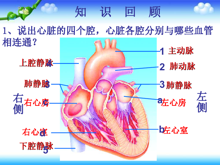 济南版七下生物 3.3物质运输的途径 课件 (20张PPT)