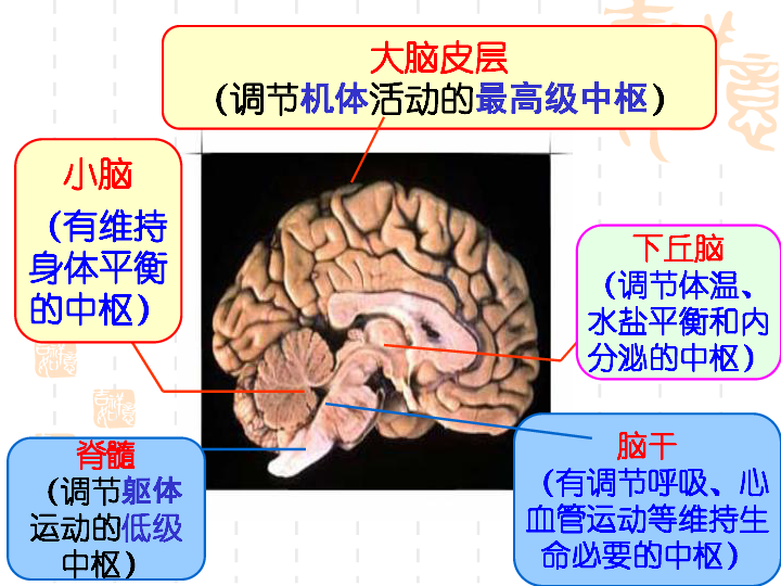 丘脑在大脑的位置图片图片