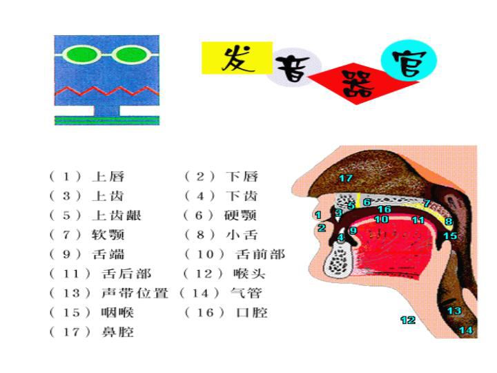 牛津译林版初中英语发音教学---48个国际音标课件（共30张PPT）