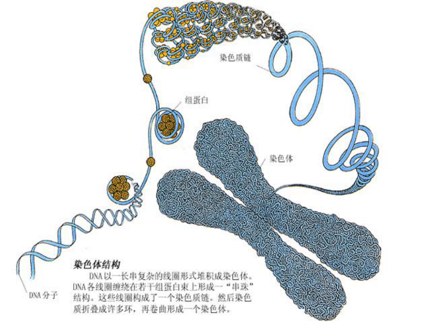 浙科版必修2第2章第3节性染色体和伴性遗传（共39张PPT）
