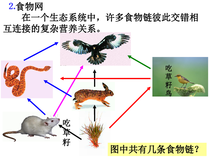 冀教版八下生物 7.2.2食物链和食物网 课件（共26张PPT）