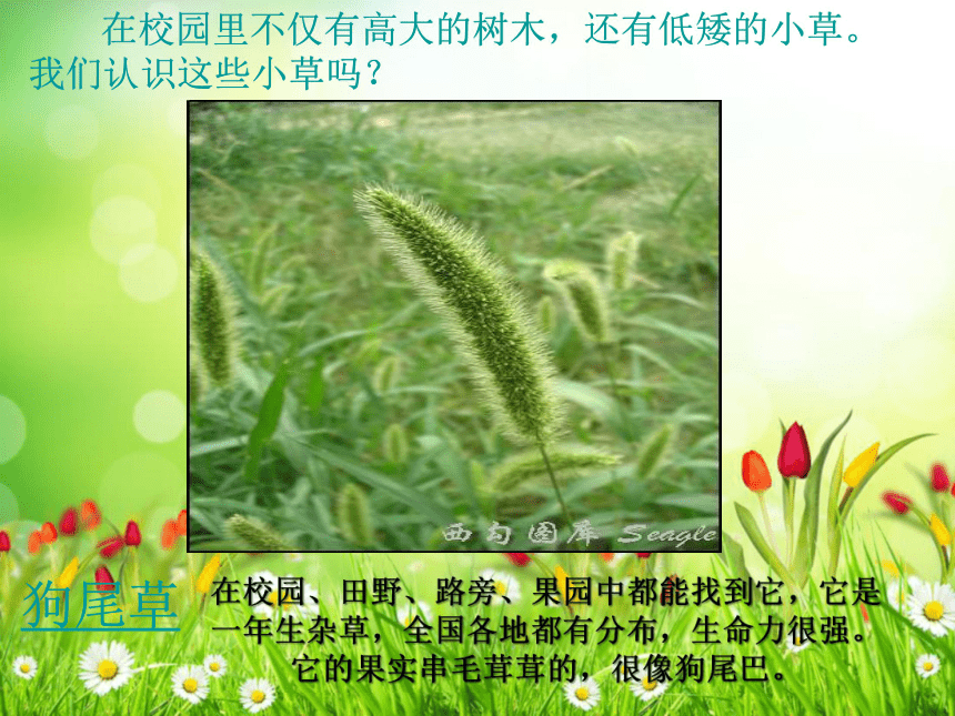 大树和小草 课件