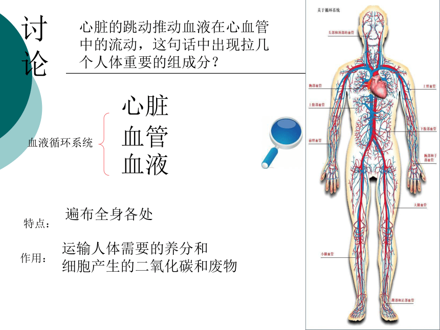 第三节 人体内的物质运输  课件