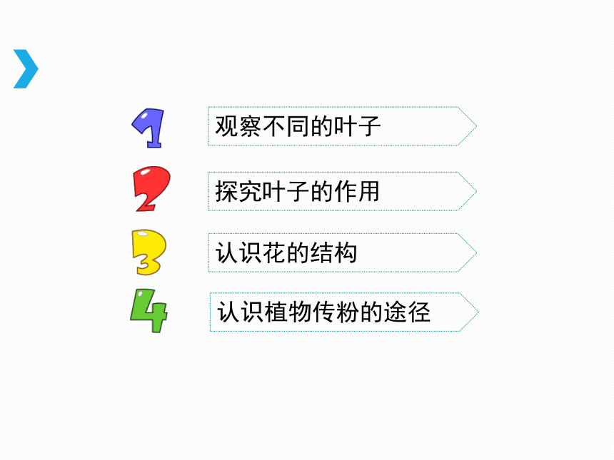 《叶和花》教学课件