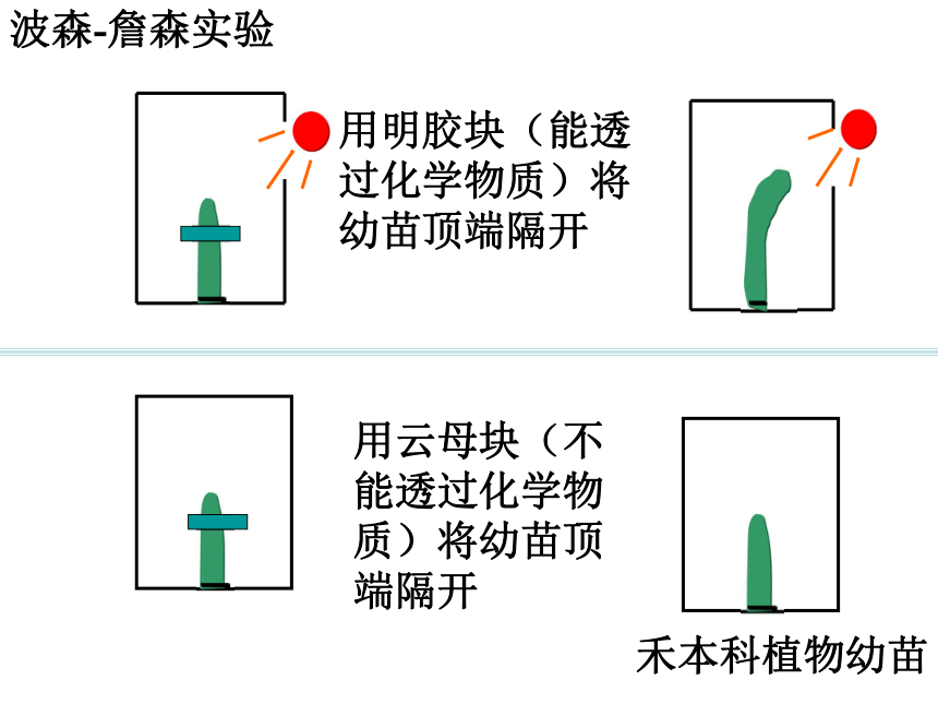 必修3 第一章 第一节 植物激素