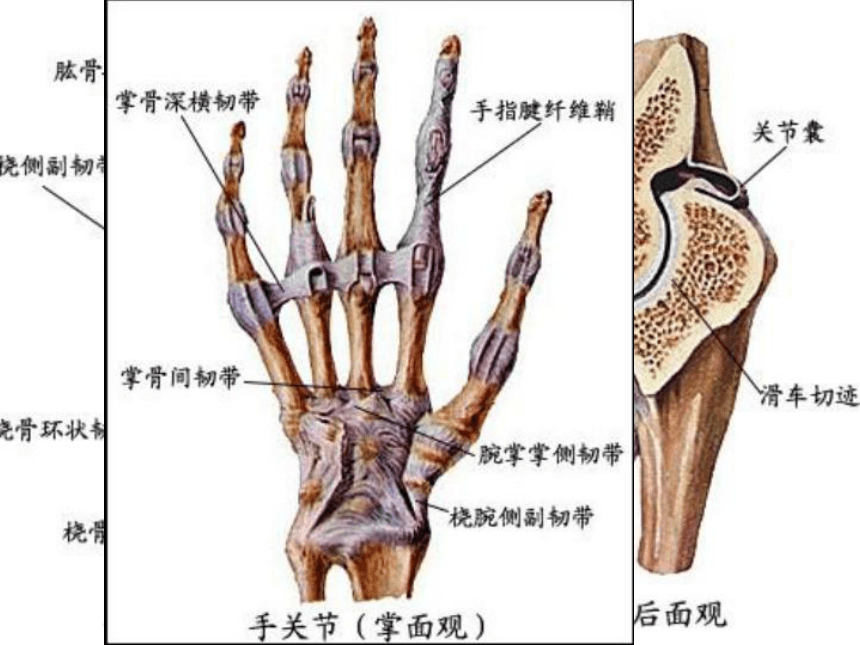 手掌筋骨结构图图片