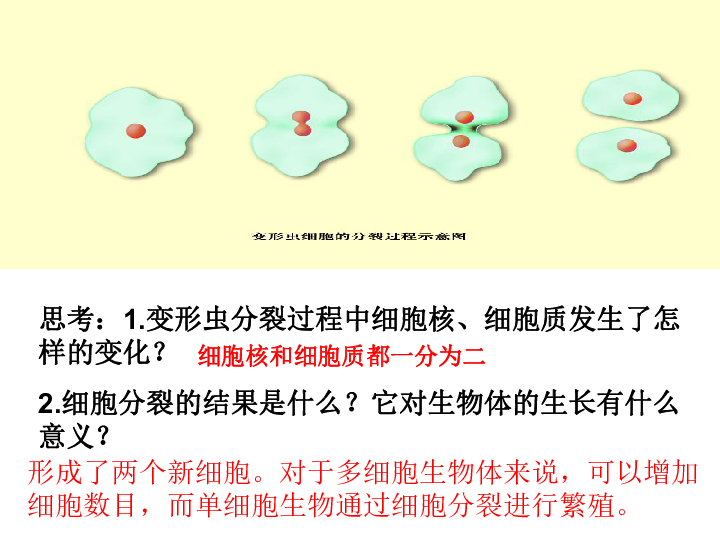 苏科版七下生物 8.2 细胞的分裂和分化 课件（20张PPT）