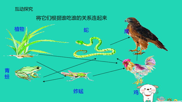 昆虫食物链顶端图片