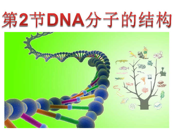 人教版高一生物必修二第3章第2、3节DNA分子结构和DNA复制复习课件 共64张PPT