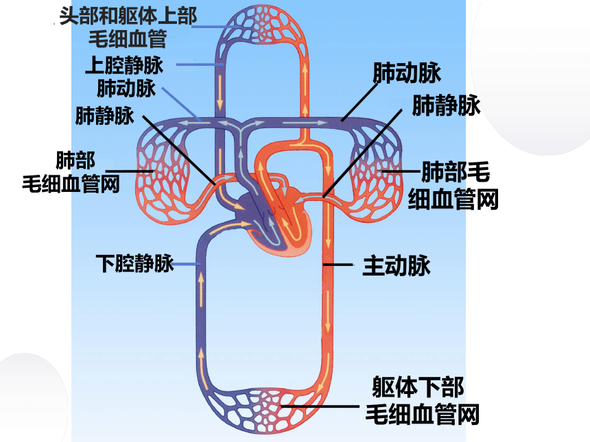 20212022學年蘇教版生物七年級下冊102人體的血液循環第2課時課件共26