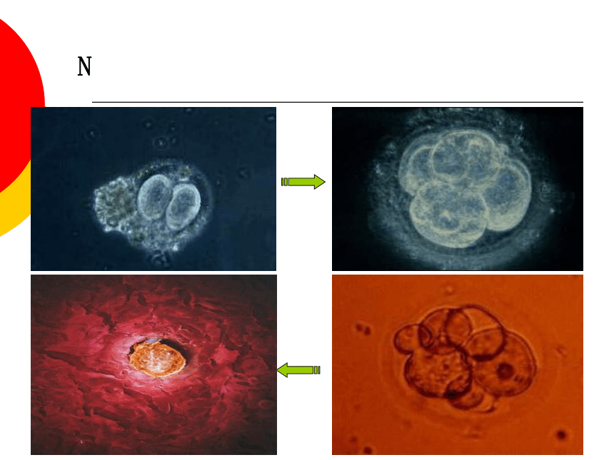 精卵结合孕育新的生命第2课时--胚胎发育课件