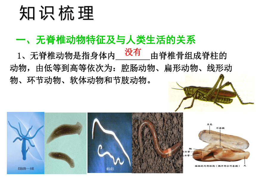 中考宝典2016中考（深圳版）生物会考课件：第九单元 动物的主要类群（共26张PPT）