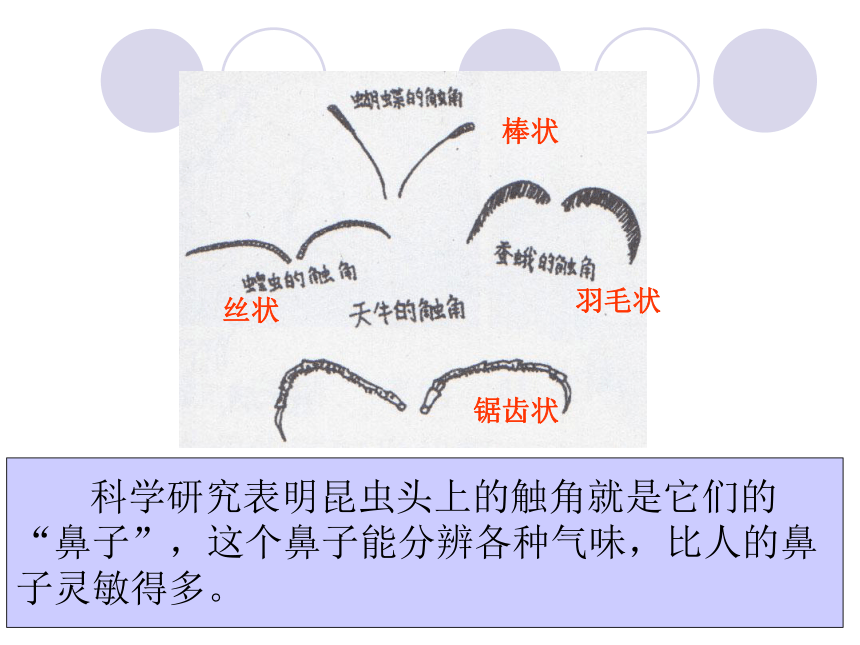 教科版科学六下第一单元《微小世界》期末复习 课件