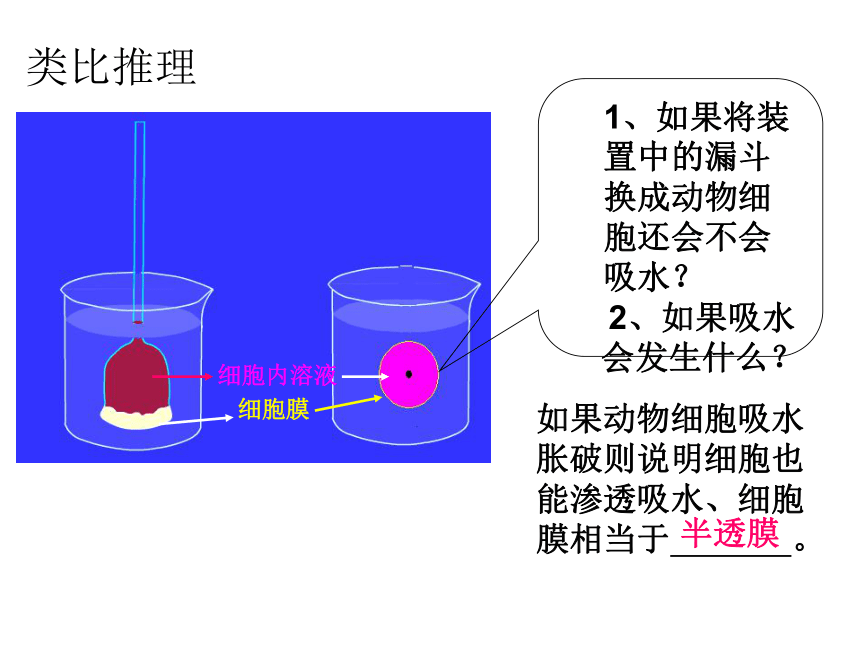人教版生物必修一第四章第一节物质跨膜运输的实例-细胞吸水和失水（共36张PPT）