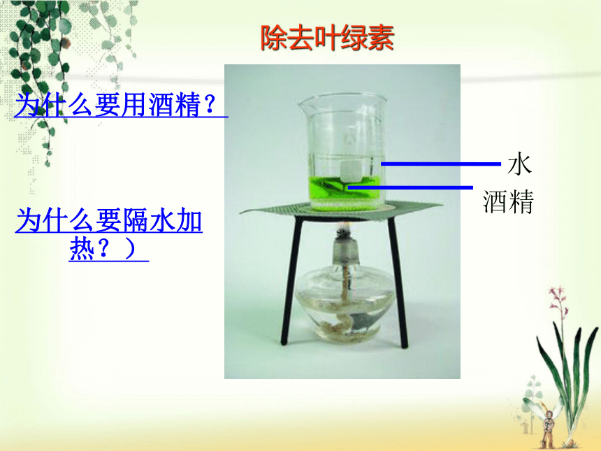 绿色植物的光合作用和呼吸作用复习课件（18PPT）