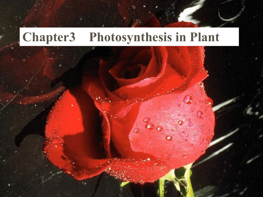 2017六年级科学上册第一章第3课植物的光合作用课件新人教版