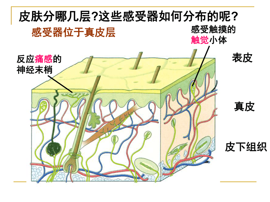 第三节皮肤感觉15ppt