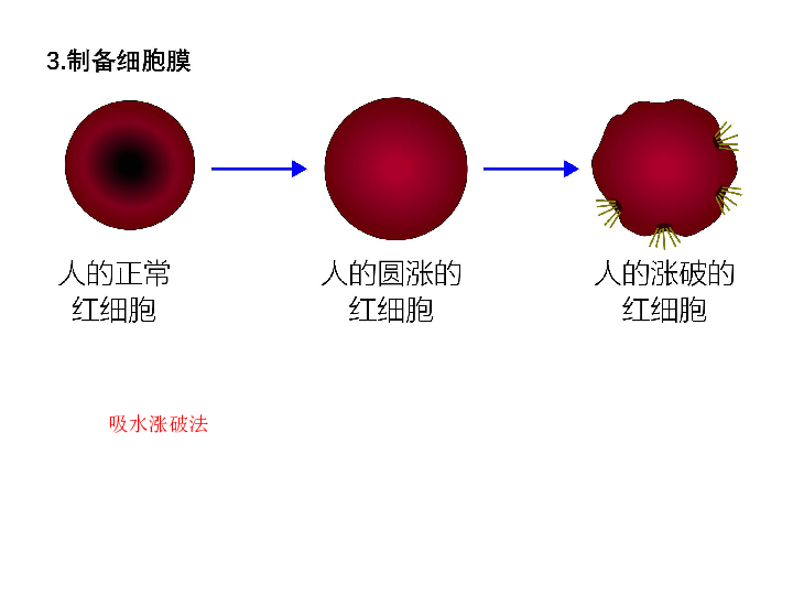 河北石家庄市20192020学年第二学期高二生物一轮复习红细胞专题16张
