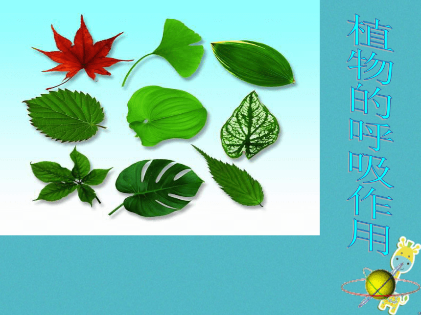 3.5.2绿色植物的呼吸作用 课件（新版）24张PPT