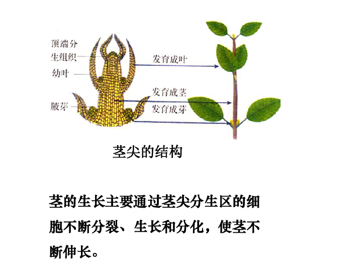 植物的根茎叶图图解图片