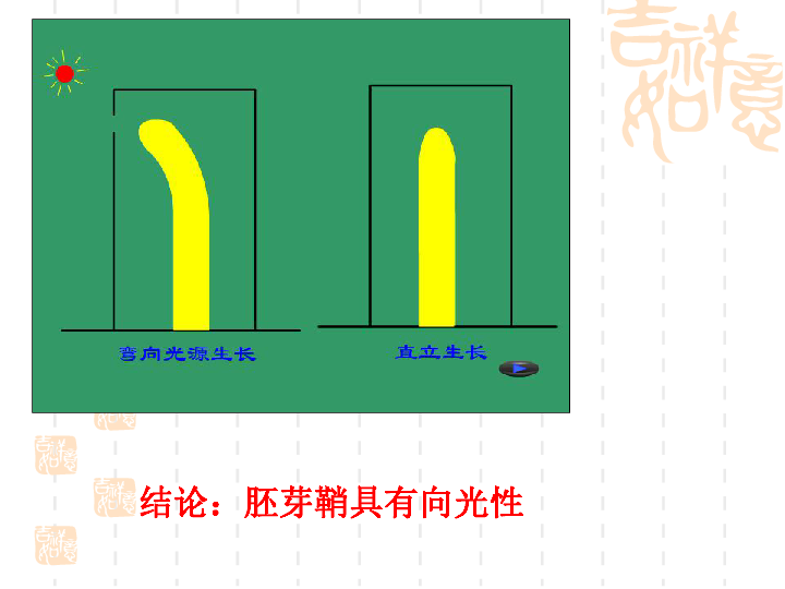 胚芽鞘向光弯曲图片