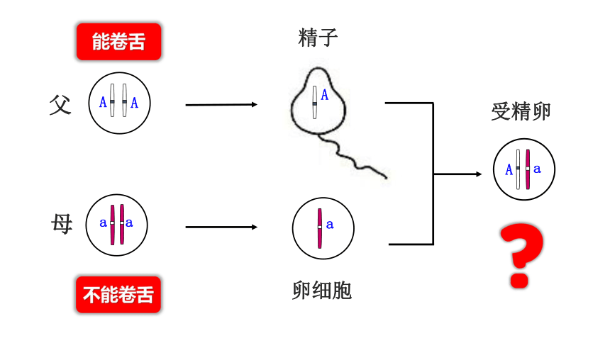 人教版八年级下册第七单元第二章第三节基因的显性和隐性课件（3５张ppt）