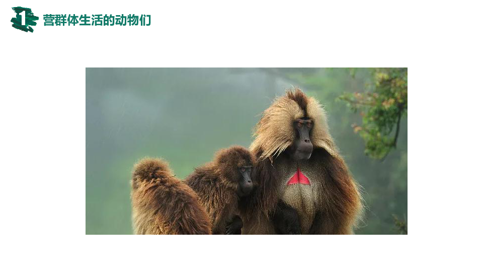 第五單元 生物圈中的其他生物 第二章 動物的運動和行為 第三節 社會