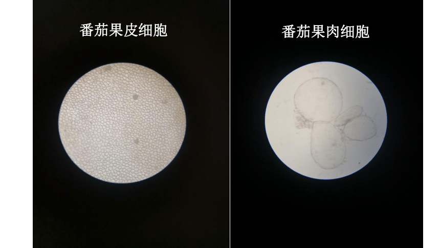 红辣椒果皮细胞图图片