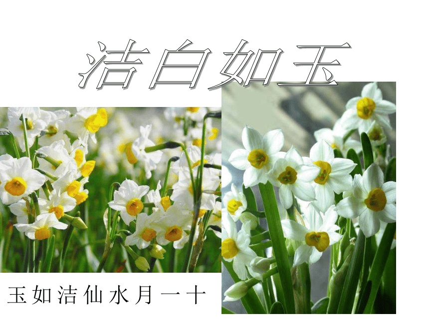 《中国的花》课件