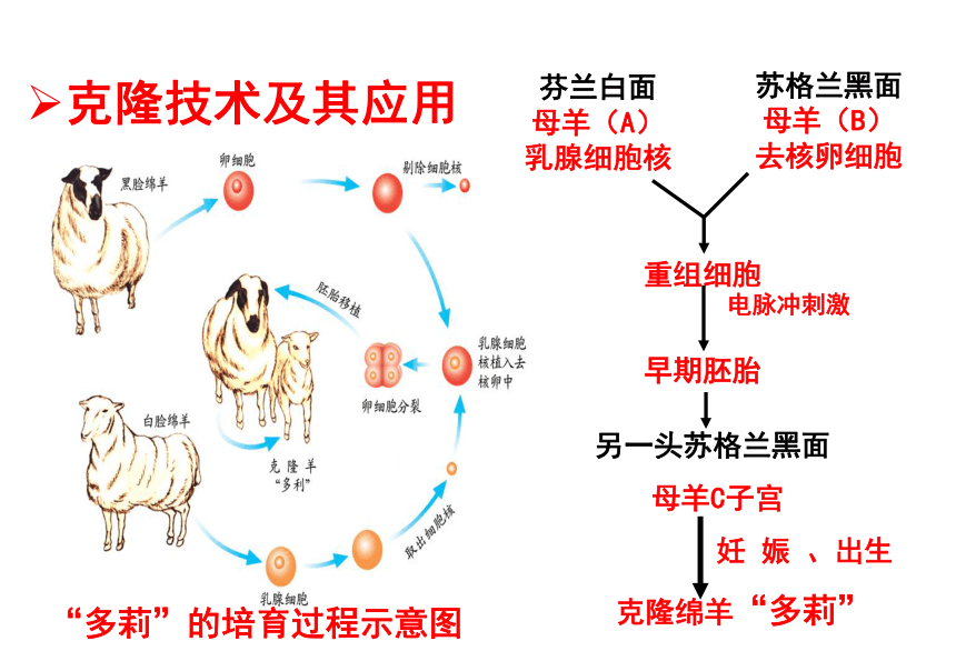 济南版生物八下7.2.2  克隆技术 课件（19张ppt）