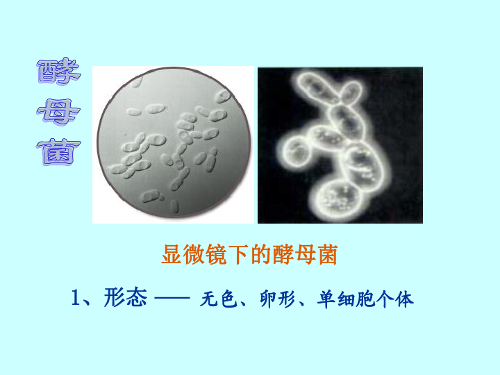 冀教版八上生物 5.2.1酵母菌和霉菌 课件 (20张PPT)