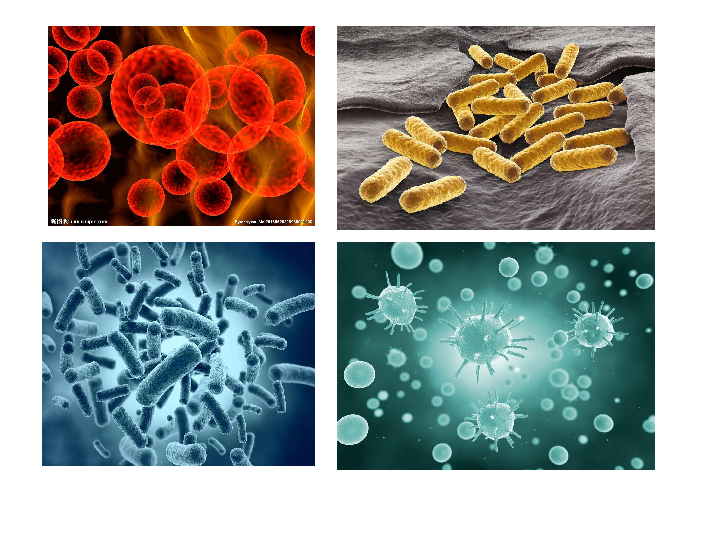 3.3 微生物的生活 课件(13张PPT)